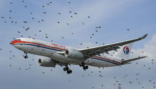 Choques entre aviões e pássaros colocam passageiros em risco e causam prejuízo de R$ 5 bi por ano