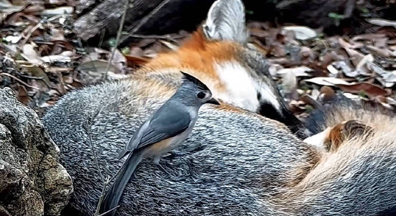 Na natureza é assim: dormiu, perdeu