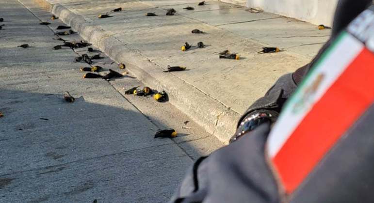 Video: en México, cientos de pájaros caen del cielo y mueren – Noticias