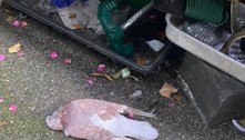 Homem acha pombos mortos no quintal e polícia investiga o mistério