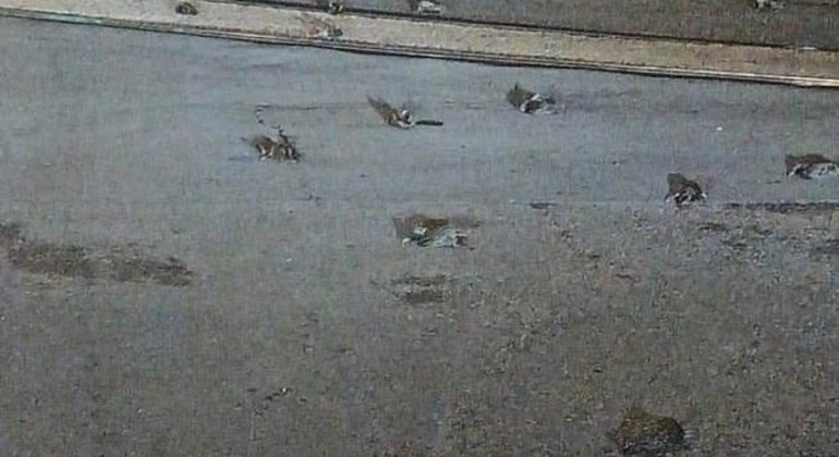 Segundo organização de direitos dos animais, os fogos de artifícios foram responsáveis pela tragédia