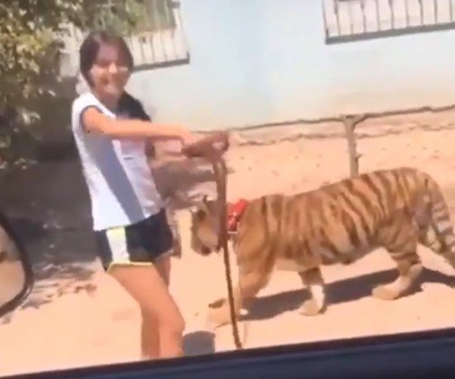 Medo Menina Passeia Tranquila Com Tigre De Estimacao Em Cidade Fotos R7 Hora 7