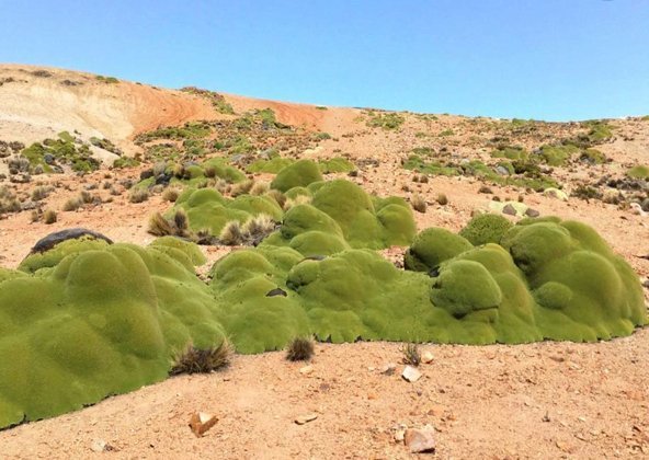  Pastagens de Puna (Peru) - Um deserto de terra rochosa onde curiosamente brota a yareta - uma planta que parece até brócolis gigantescos. A planta tem 3 mil anos e cresce em tufos densos que suportam até o peso de pessoas em cima.  