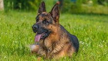 Pastor alemão é uma das raças favoritas para ser 'cão policial' em aeroportos; saiba o motivo