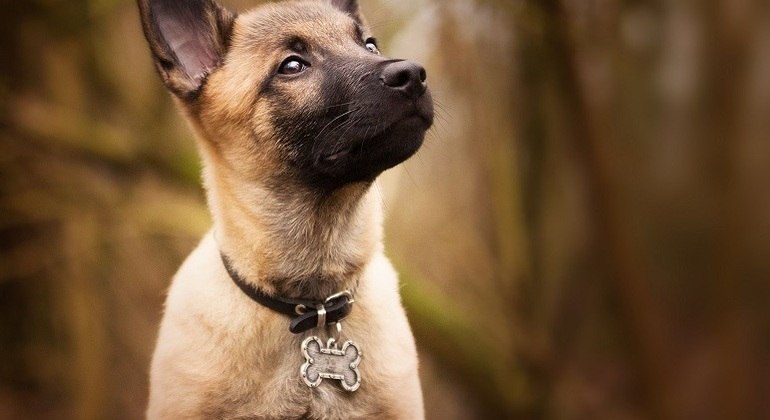 Coleira com plaquinha de identificação auxilia na localização dos tutores
