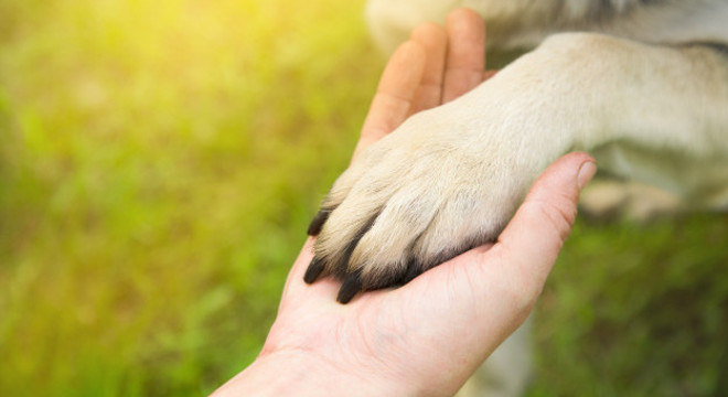 Cachorros são os parceiros animais mais antigos e próximos do homem