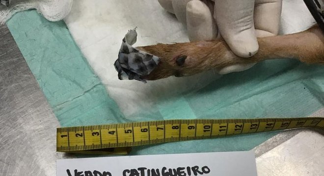 Veado-catingueiro teve ferimentos por queimadura nas quatro patas