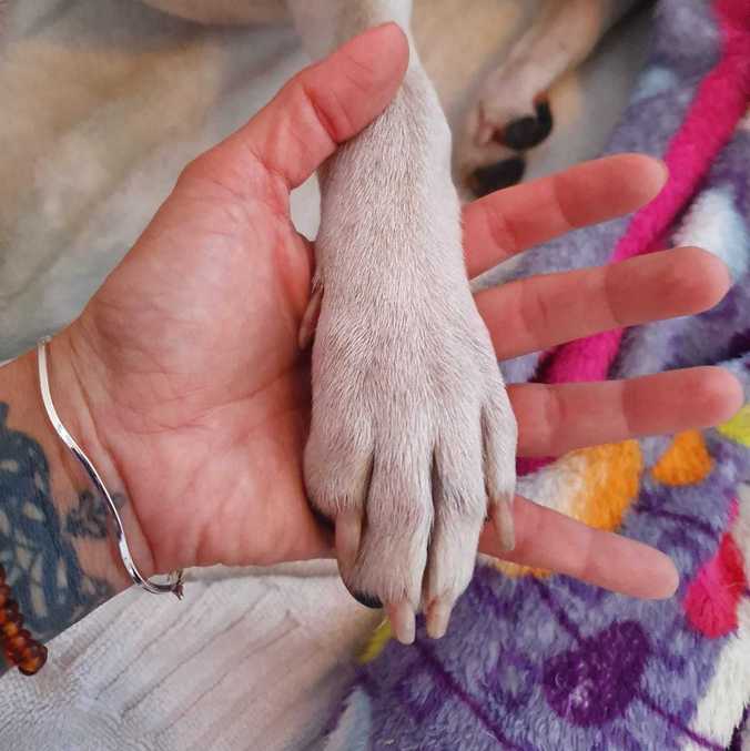 Segurei essa pata linda da Esmeralda quando a resgatei e prometi mudar seu destino!