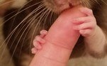 Nessa imagem, postada no subreddit r/RATS, um usuário afirma 'estar 100% envolto em suas patas'