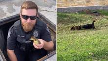 Ao resgate! Policiais salvam 11 filhotes de pato de bueiro no meio da rua