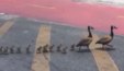 Família de patos para o trânsito durante passeio na orla da lagoa da Pampulha (Reprodução/Redes Sociais)