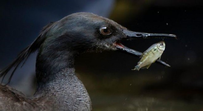 O pato-mergulhão se alimenta com pequenos peixes de águas limpas