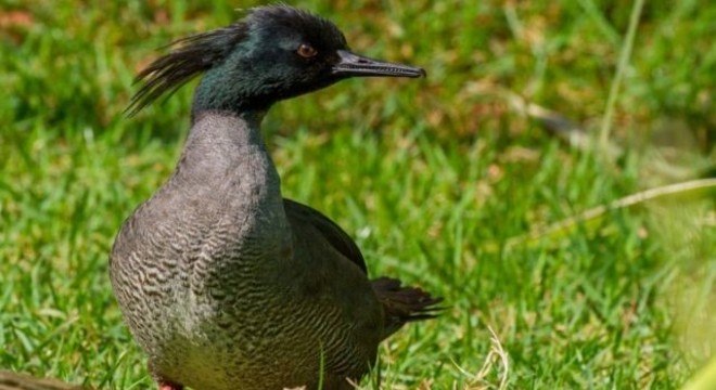 O pato-mergulhão só se reproduz em ambientes equilibrados e sem poluição