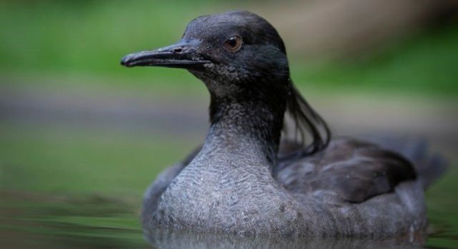 Estima-se que existam apenas 250 patos-mergulhões na natureza