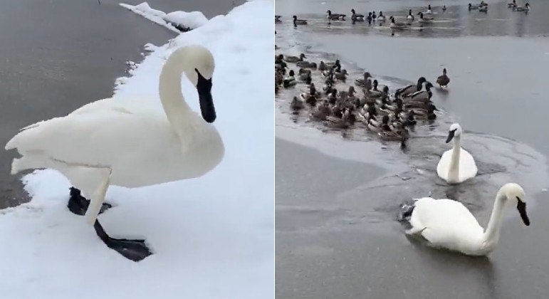 Cisne quebrou gelo sobre lagoa, e patinhos aproveitaram a oportunidade para nadar