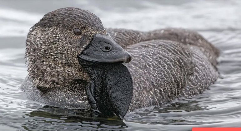 El audio del pato maldito presentado en los Países Bajos: ‘You Idiot’ – Noticias