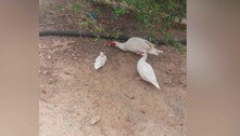 Família pede ajuda para encontrar Rodolfo, um pato de estimação que é cego e foi furtado