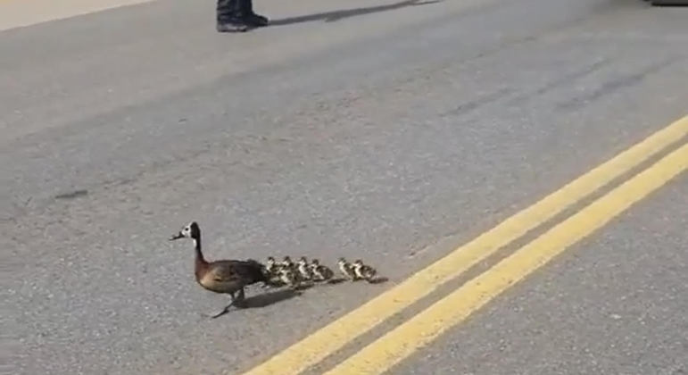 Os animais seguiram o caminho tranquilamente