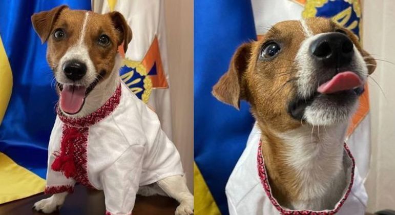 O cão Patron posou com traje nacional ucraniano para marcar o Dia da Independência do país