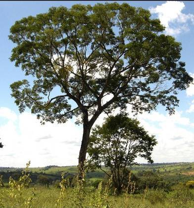Pau-Amarelo - Bioma da Amazônia - Também chamado de Amarelão, Amarelo-Cetim, Muiratana, Piquiá-Cetim e Pau-cetim. 