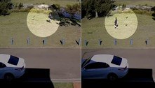 Paz não é opção! Pássaro alucinado destrói caminhada de cidadão