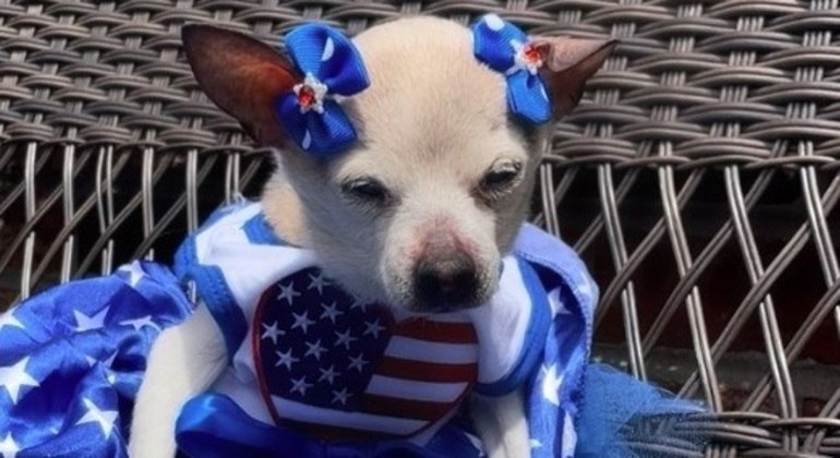 Morre Pebbles, a cachorra mais velha do mundo segundo o Guiness