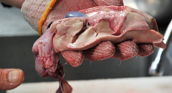 Chefs passam por treinamento antes de serem autorizados a servir baiacu