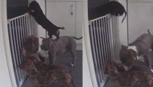 Pego no pulo! Cão-salsicha usa buldogue de escada para pular portão e escapar de cercadinho