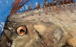 peixe