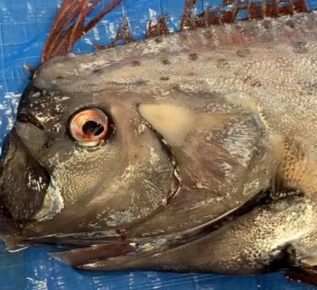 peixe