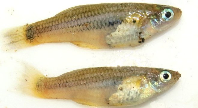 O pesquisadores acreditam que este peixe da espécie Molly nunca havia sido registrado