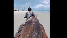 'Gigante dos Mares': peixe de 300 kg é encontrado morto em praia no Pará; veja vídeo