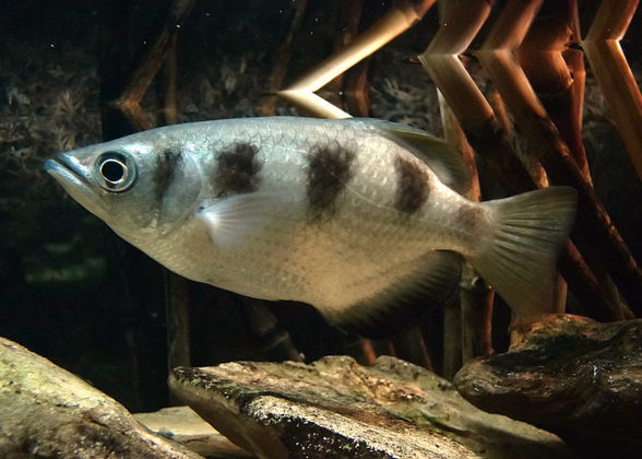 Peixe Arqueiro: Esse peixe, natural da Ásia e da Oceania, é capaz de cuspir um filete de água em direção a suas presas, incluindo até insetos que estejam fora d’água!