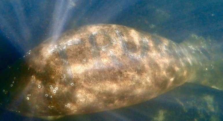 Escrita nas costas de peixe-boi gerou revolta e choque entre autoridades