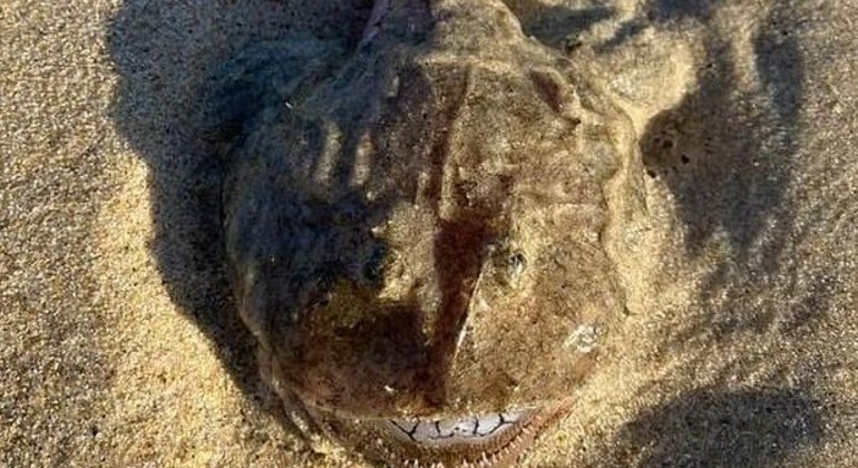 Peixe cabeçudo e com a boca bizarra foi registrado sobre as areias de uma praia australiana