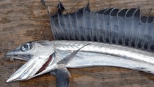 Peixes canibais abissais aparecem mortos em praias dos Estados Unidos