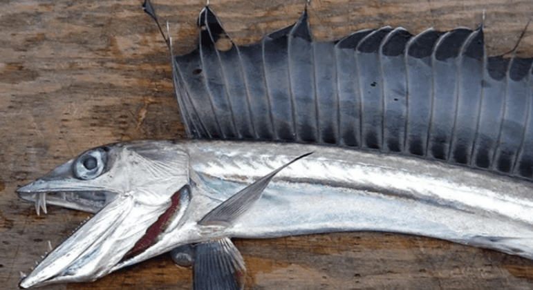 Espécimes do Lancetfish foram encontrados mortos nos Estados Unidos