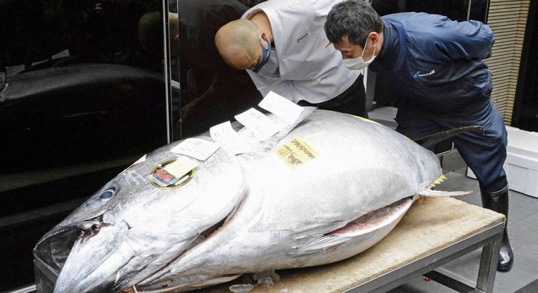 Animal gigante e raro é muito apreciado pela culinária japonesa