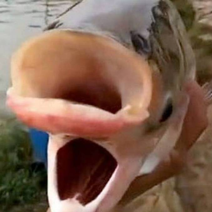 A two-headed and four-eyed carp found in a lake called “Chernobyl fish”