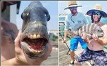 Um pescador dos Estados Unidos viralizou após fisgar um bizarro sargo-de-dentes. O peixe não é raro, mas bastante fotogênico, graças às fileiras de dentes, com aspecto estranhamente humano
