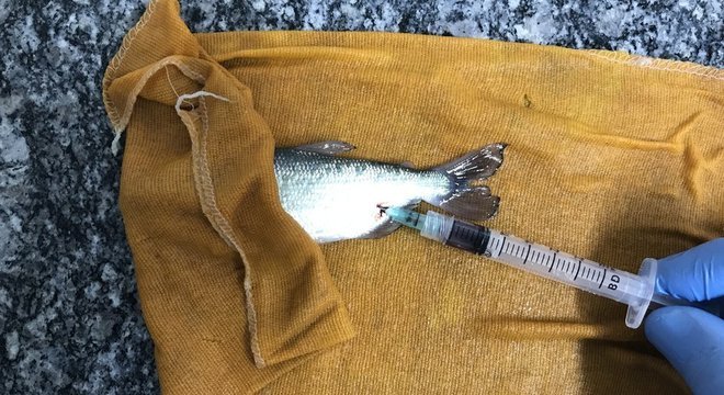 Coleta de material do peixe para análise de sua saúde: apesar de viverem em ambiente quente, eles não têm flexibilidade para se adaptar a temperaturas ainda mais altas, diz pesquisador 