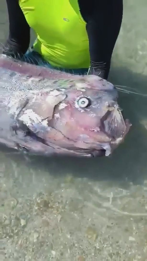 Cientistas filmam o peixe mais profundo de todos os tempos no