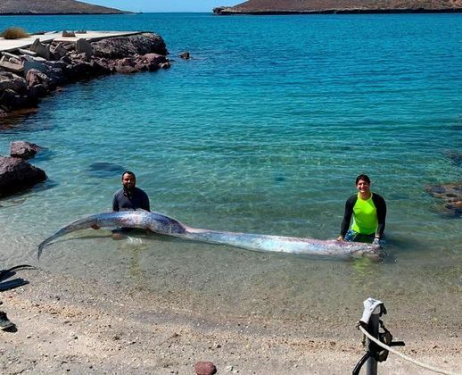 Também conhecido como 'peixe-terremoto', o peixe-remo é popularmente conhecido por aparecer dias antes de um abalo sísmico. A espécie habita regiões abissais do oceano e acredita-se que seja mais sensível às movimentações das placas tectônicas, que causam os terremotos