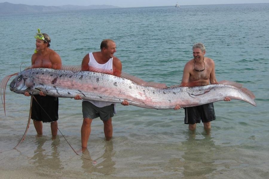 Antes do terremoto, ao menos 20 peixes-remo foram vistos encalhados em praias japonesas