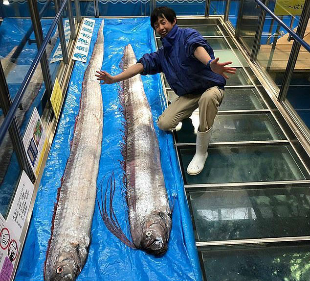 Cientistas filmam o peixe mais profundo de todos os tempos no fundo do mar  no Japão