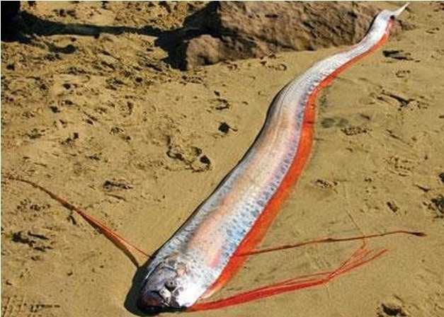 Cientistas filmam o peixe mais profundo de todos os tempos no fundo do mar  no Japão