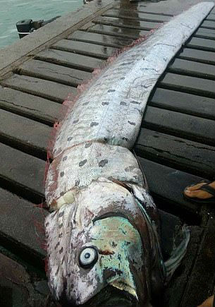 Para piorar, o aspecto do peixe-remo é assustador, com seu formato alongado e mais de 10 metros