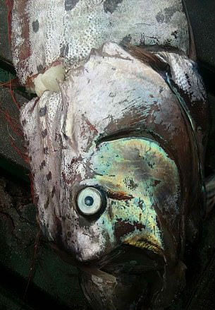 O peixe-remo é apelidado também de "peixe dos tremores", por seu avistamento ter uma suposta ligação com terremotos