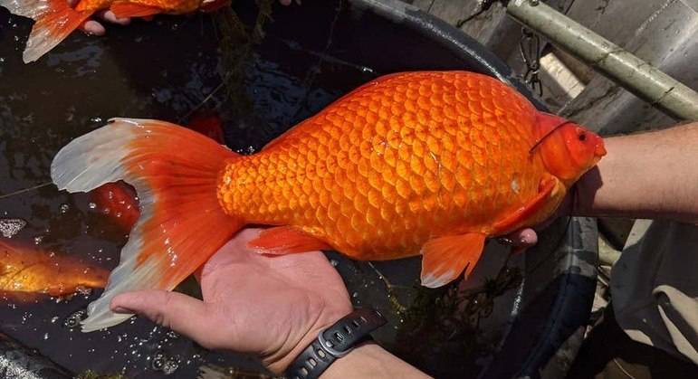 Este animal é um risco para a natureza