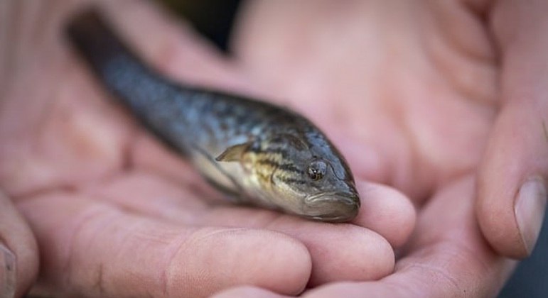 PANGA: Descubra um segredo escondido deste peixe! 